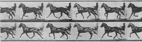 gait of a horse